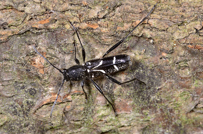 シラケトラカミキリ