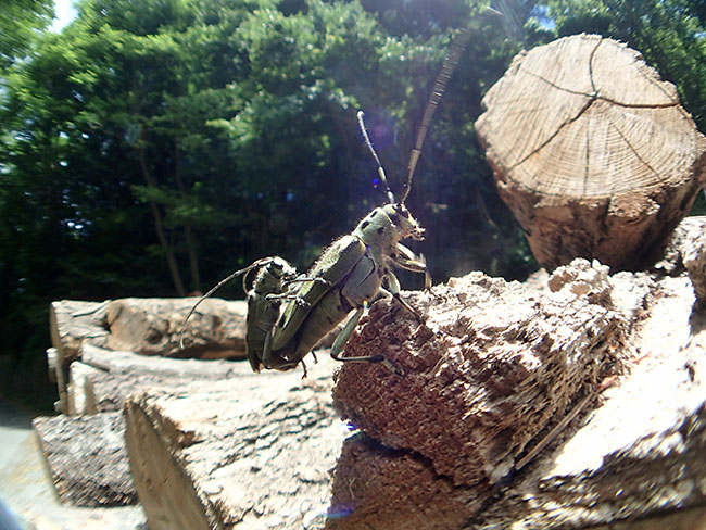 ヤツメカミキリの交尾を魚露目で