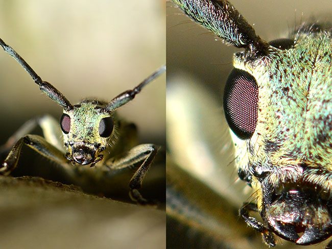ヤツメカミキリの顔