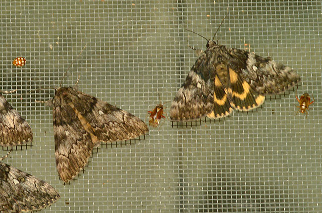 アサマキシタバ