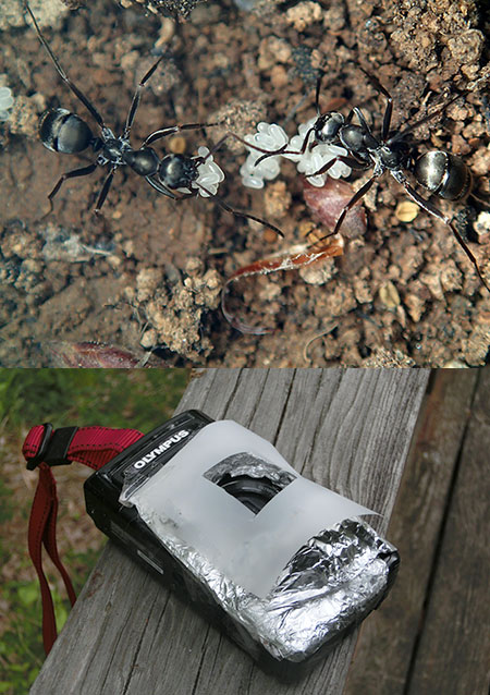 卵を運ぶクロヤマアリ