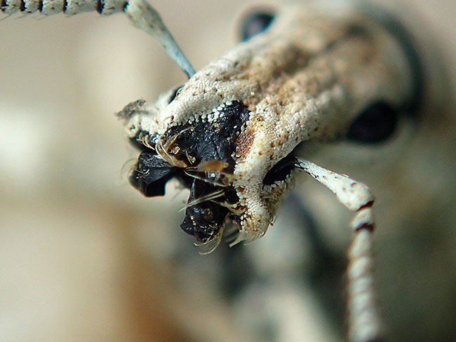 ヒメシロコブゾウムシの口