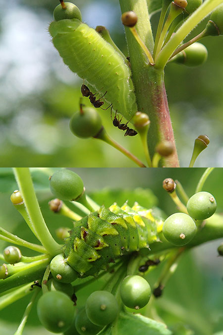 シジミチョウの幼虫