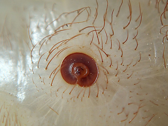 カブトムシの気門