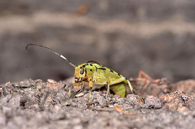 ヤツメカミキリの産卵