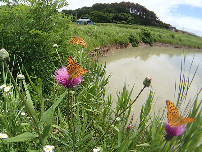 ため池のウラギンヒョウモン