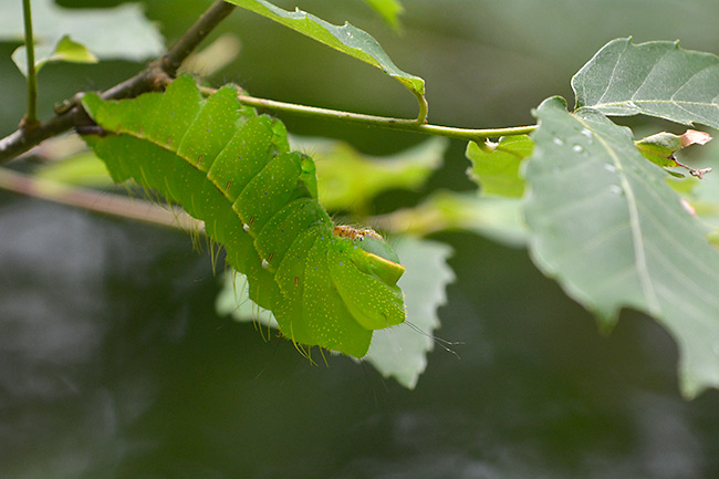 ヤママユの幼虫
