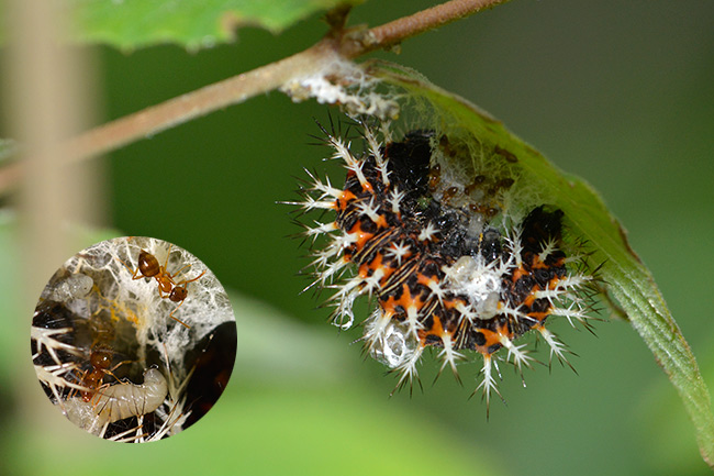 寄生されたルリタテハの幼虫