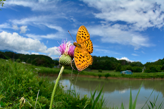 ヒョウモンチョウ