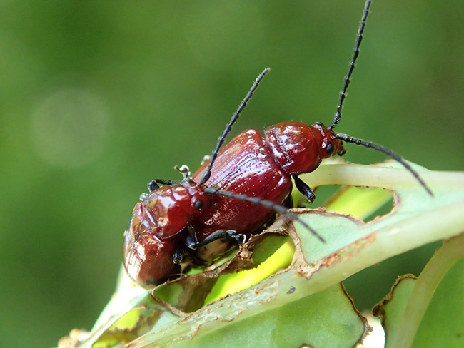 フタホシオオノミハムシ