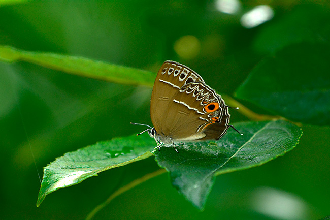 ウラクロシジミ