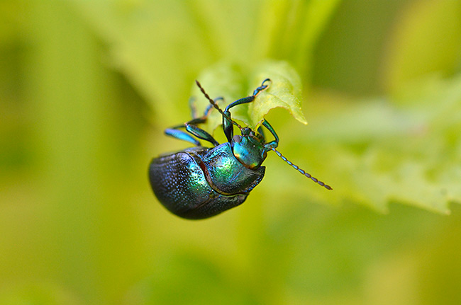 オオルリハムシ