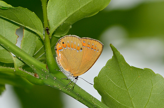 チョウセンアカシジミ