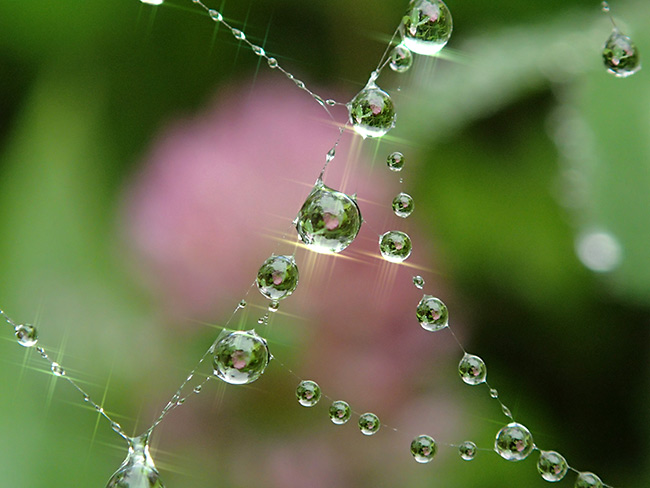 クモの巣についた水滴