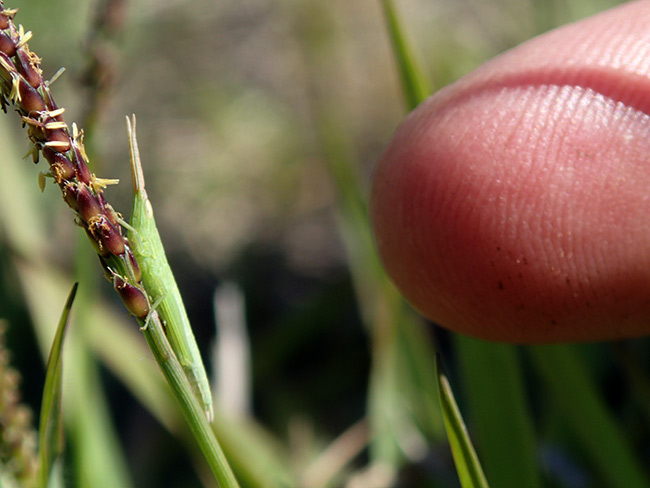 ショウリョウバッタモドキの幼虫