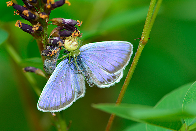 ヒメシジミを捕らえたハナグモ