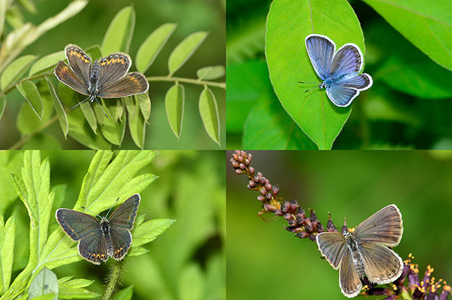 ヒメシジミのオスとメス