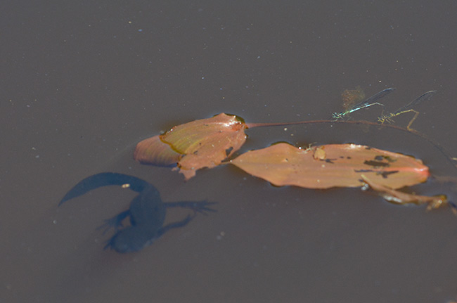 エゾイトトンボの潜水産卵