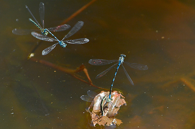 エゾイトトンボの交接飛翔
