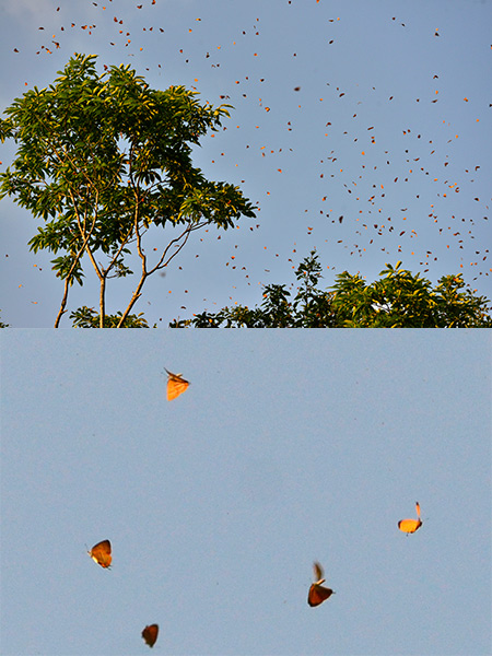 アカシジミの大発生