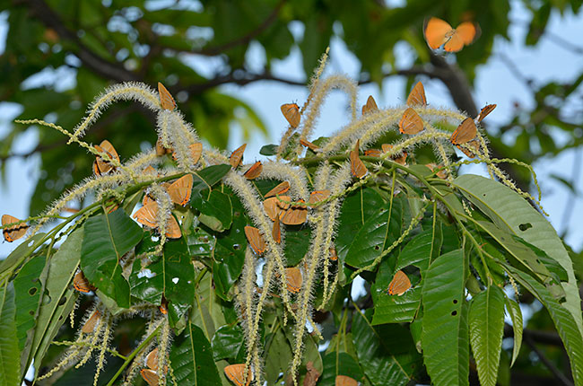 クリの花に群れるアカシジミを望遠で