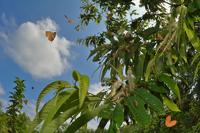 クリの花に群れるアカシジミを魚眼で