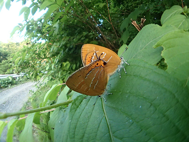 アカシジミの交尾を魚露目で