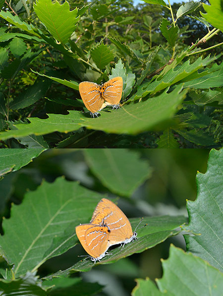 アカシジミの交尾を魚眼で