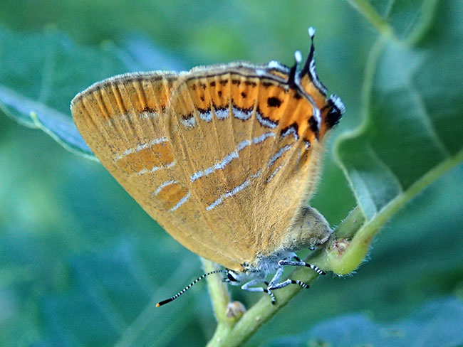 アカシジミの産卵をコンデジで