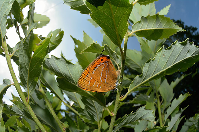 アカシジミの産卵を魚眼で
