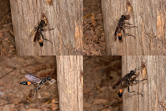 ミカドジガバチ