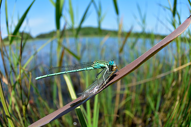 オオセスジイトトンボ、イトトンボを食う