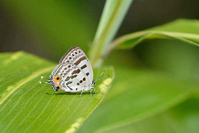 ウスイロオナガシジミ