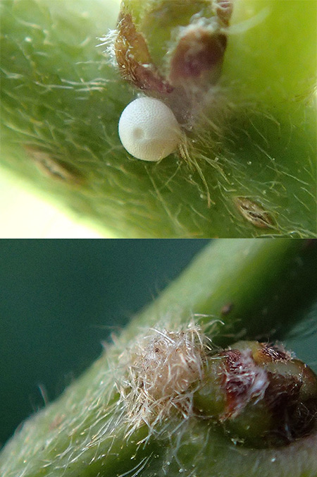 裸のアカシジミの卵