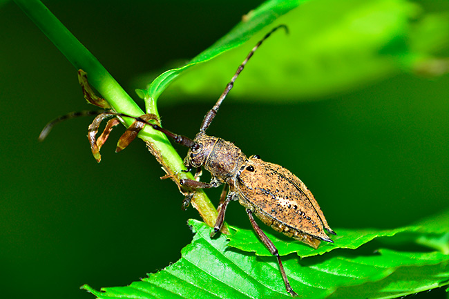 コブヤハズカミキリ