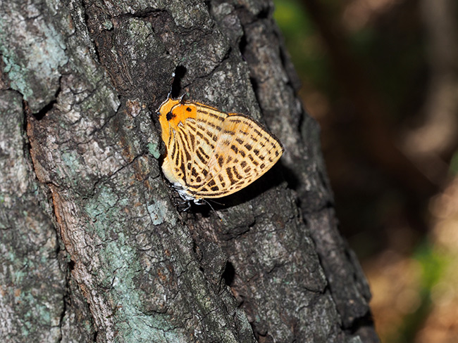 ウラナミアカシジミ