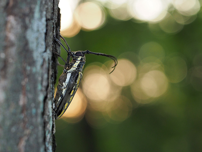 シロスジカミキリ