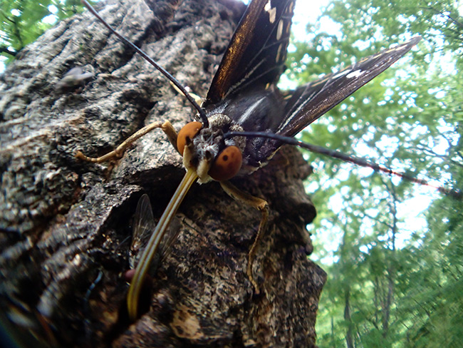 オオムラサキを魚露目で