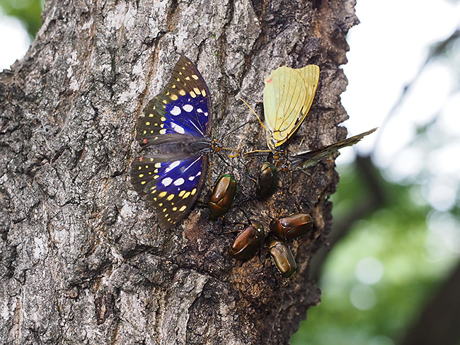 オオムラサキのオス