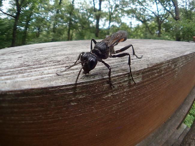ミカドジガバチ現れる