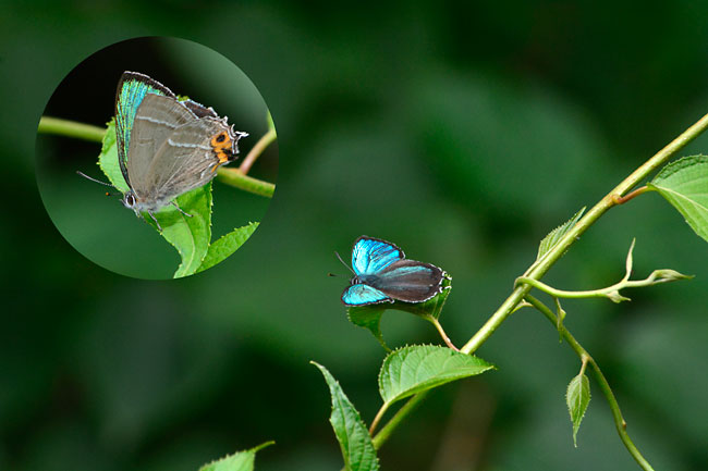 メスアカミドリシジミ