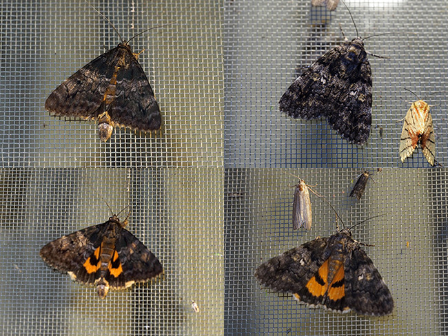 小型のキシタバ