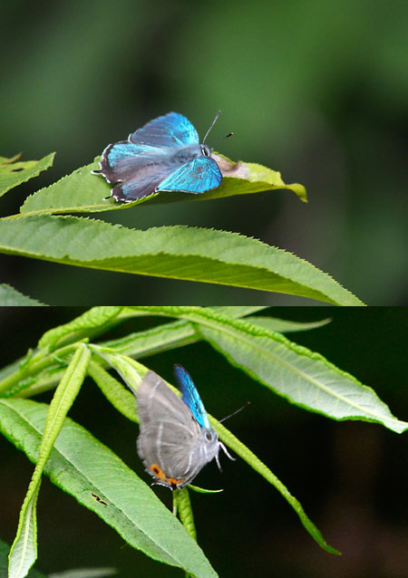 エゾミドリシジミ