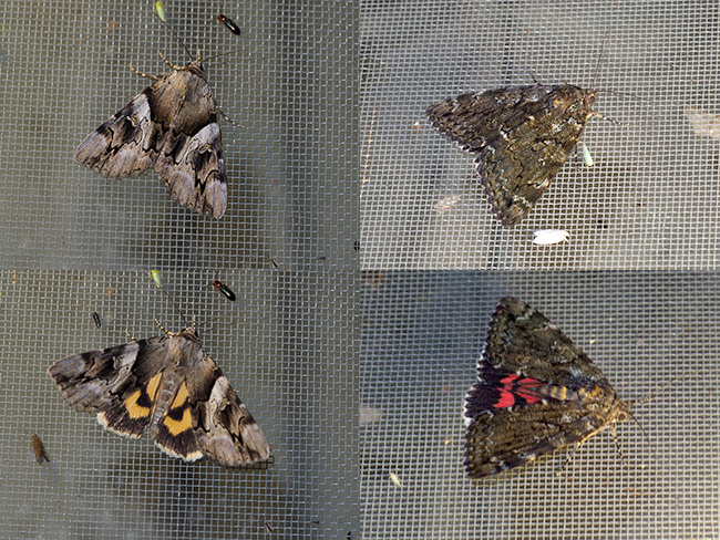 ワモンキシタバ