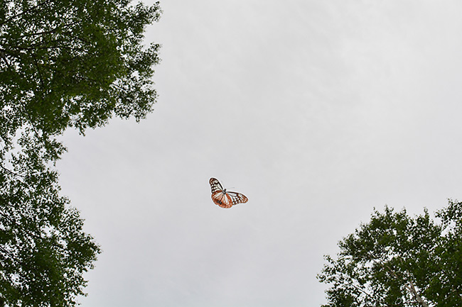 早くもアサギマダラ