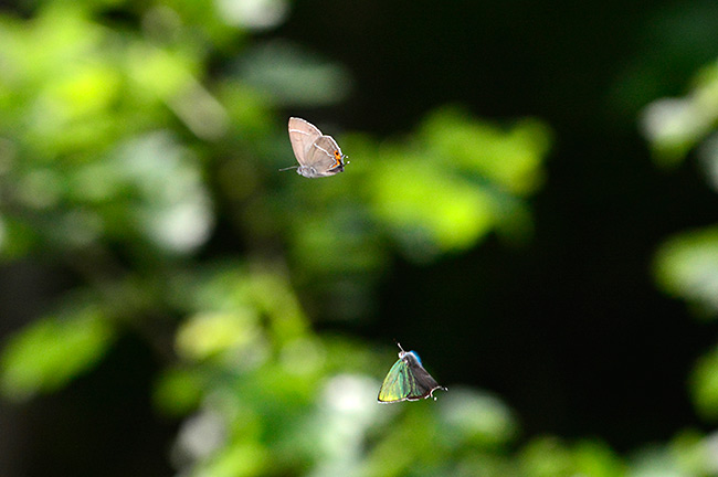 アイノミドリシジミのテリトリー争い