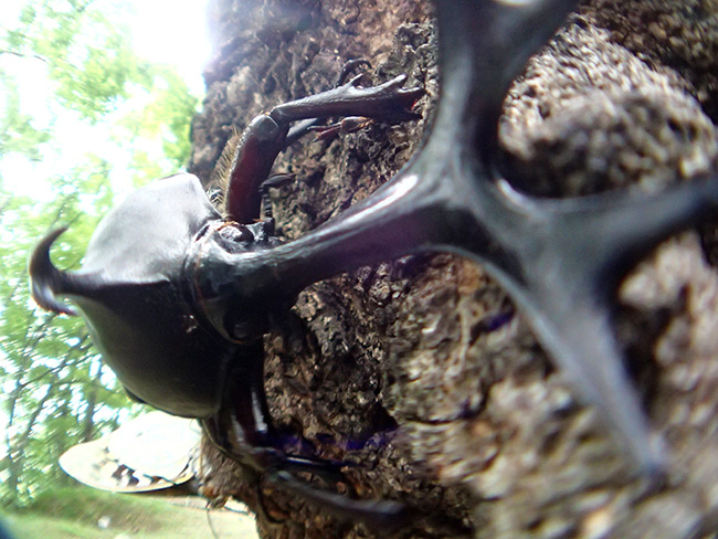 魚露目で樹液酒場を