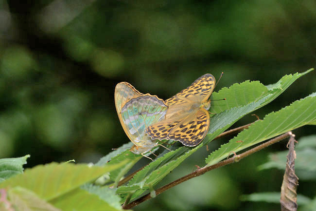 ミドリヒョウモンの交尾