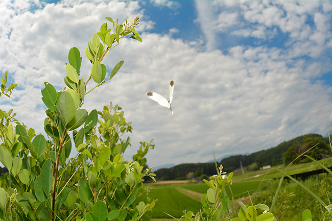 ヒメシロチョウ