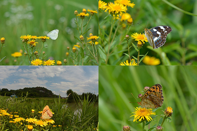 草刈り前のチョウ